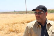 خریداری ۱۱هزار و ۷۰۰ تن گندم از کشاورزان تربت‌حیدریه