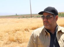 خریداری ۱۱هزار و ۷۰۰ تن گندم از کشاورزان تربت‌حیدریه