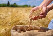 افزایش تولید، نتیجه تغییر در رقم بذر