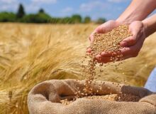 افزایش تولید، نتیجه تغییر در رقم بذر