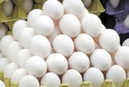 افزایش ۱۴ درصدی تولید تخم مرغ در نیشابور