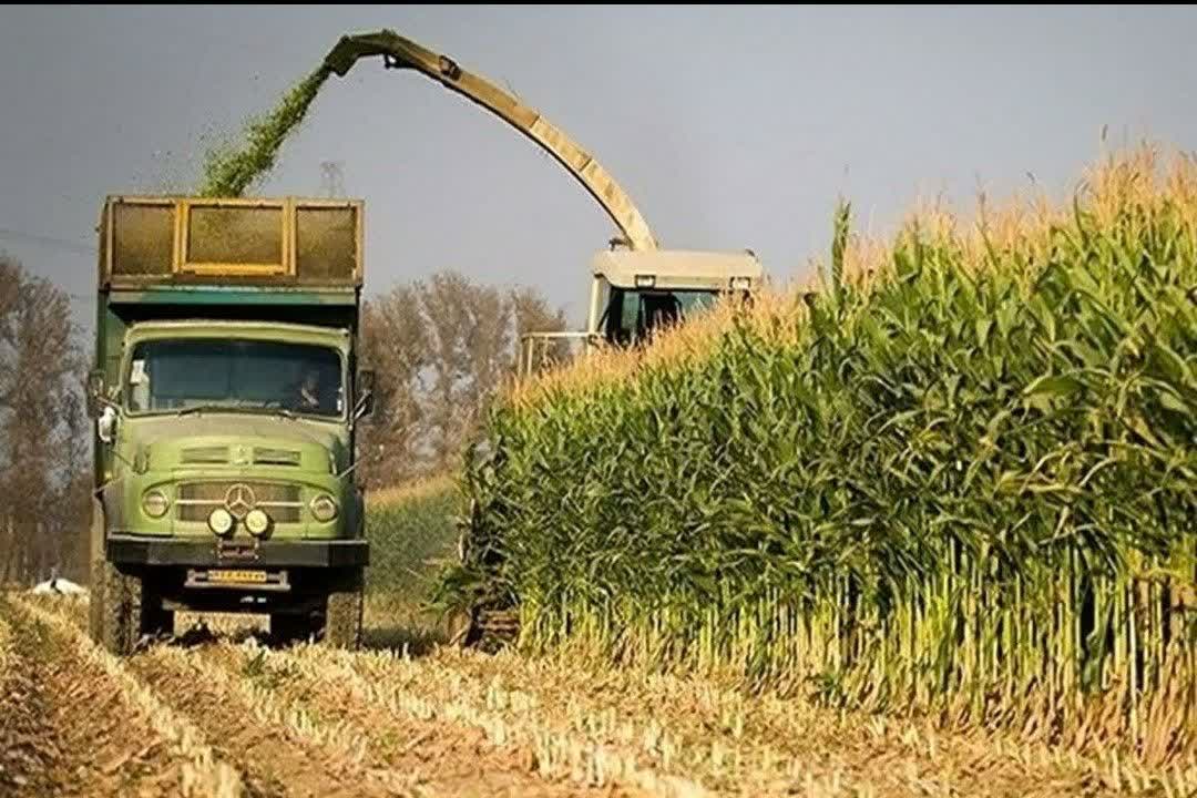 آغاز برداشت ذرت علوفه ای از سطح ۴۵۰هکتار از کشتزارهای شهرستان خواف