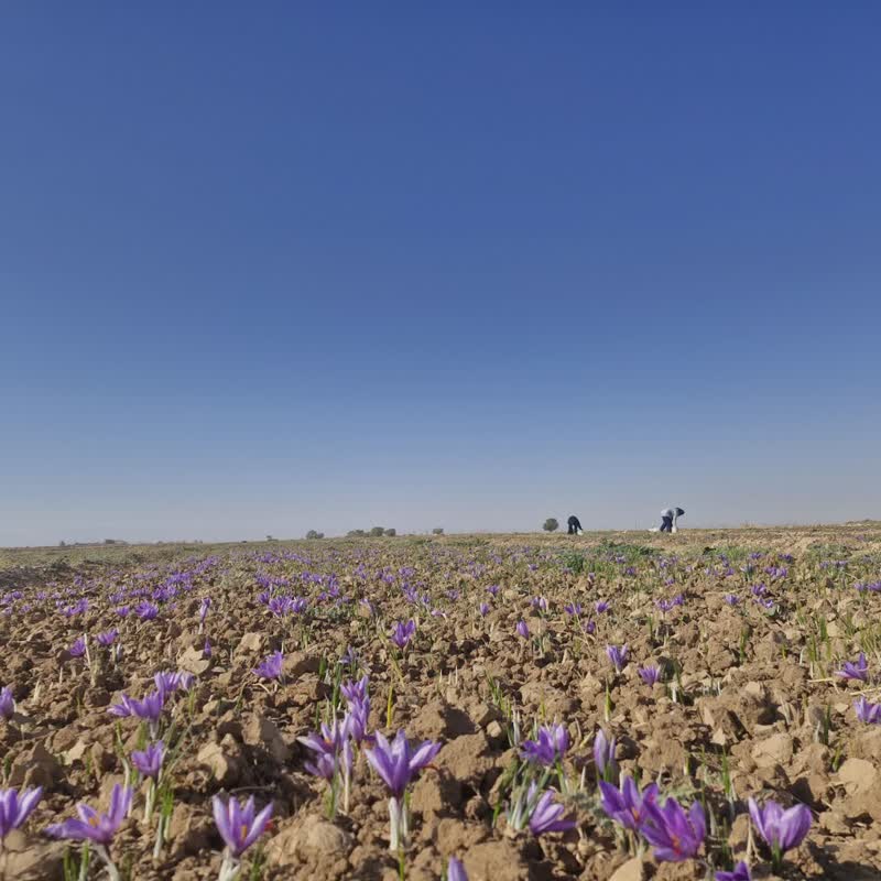 آغاز برداشت نوبرانه زعفران در زبرخان