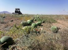 برداشت هندوانه تخمه آجیلی در شهرستان میان جلگه آغاز شد