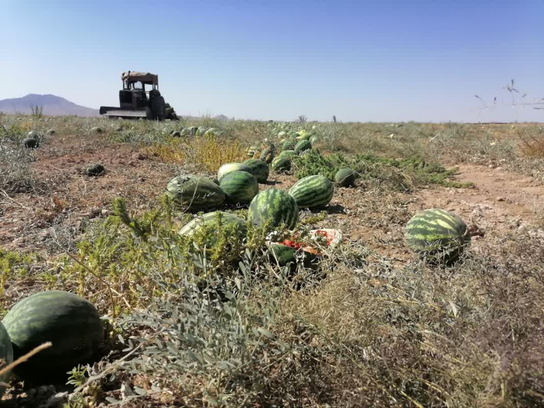 برداشت هندوانه تخمه آجیلی در شهرستان میان جلگه آغاز شد
