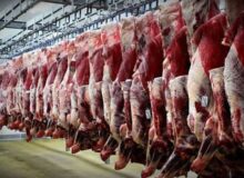 خبر خوش تنظیم بازاری در فیروزه