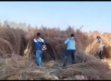 خودکفایی شهرداری تربتجام در تولید جارو