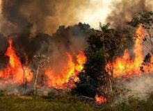 عامل آتش‌سوزی جنگل‌های هیرکانی در بابل شناسایی و دستگیر شد