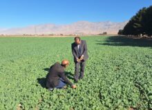 تحقق ۵۴ درصدی کشت دانه روغنی کلزا در شهرستان های نیشابور و میان جلگه