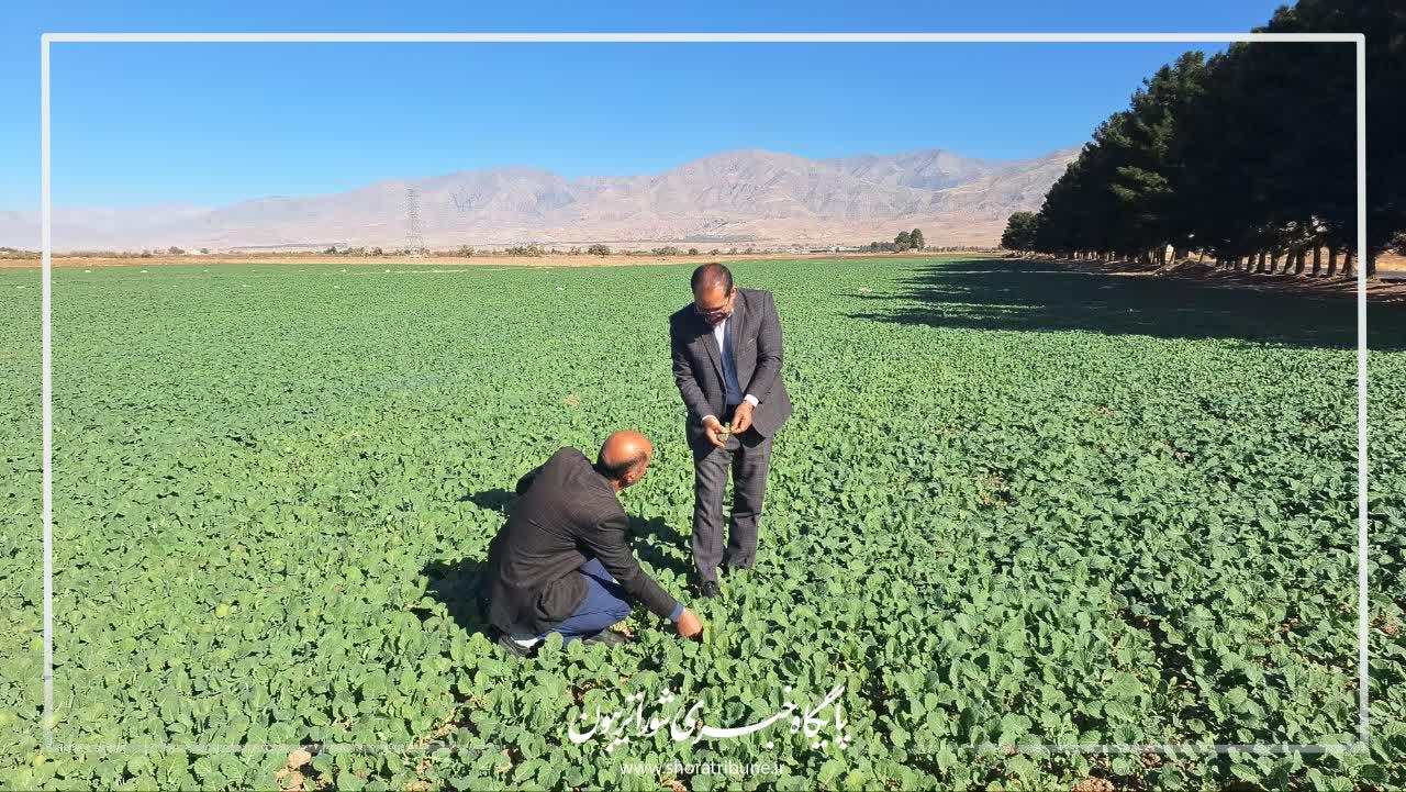 تحقق ۵۴ درصدی کشت دانه روغنی کلزا در شهرستان های نیشابور و میان جلگه