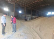 آغاز توزیع ۳۸۰ تن کنسانتره یارانهای برای حمایت از دامداران فیروزه