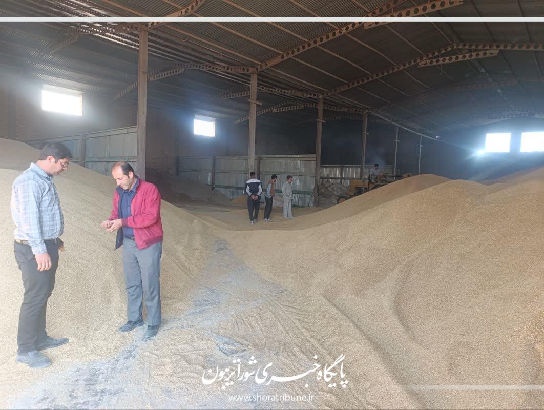 آغاز توزیع ۳۸۰ تن کنسانتره یارانهای برای حمایت از دامداران فیروزه