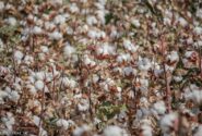 پیش بینی برداشت ۱۵۰۰ تن وش پنبه و اشتغال ۳۳۰ نفر در فیروزه