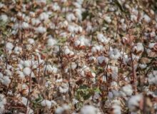 پیش بینی برداشت ۱۵۰۰ تن وش پنبه و اشتغال ۳۳۰ نفر در فیروزه