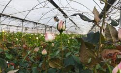 جهش اقتصادی با تکیه بر نوآوری و تسهیلات